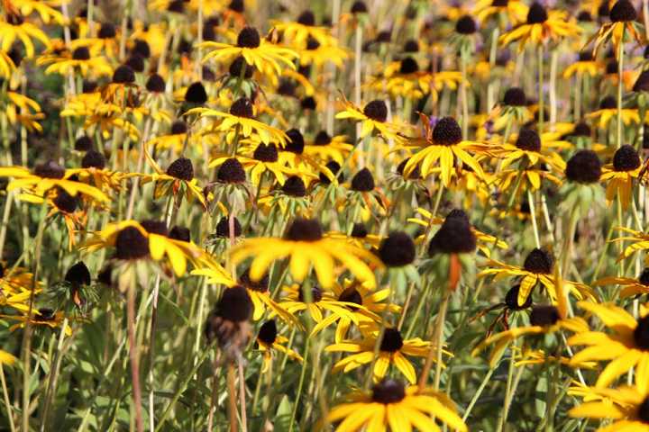 Bild von gelben Wildblumen in der Natur am Ort der schamanischen Arbeit der Stadtschamanin Tokana