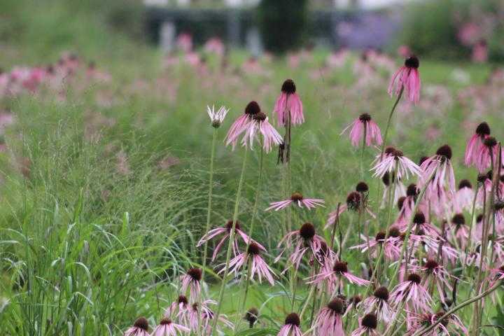 Abbildung von rosa Wildblumen in der Natur am Ort eines schamanischen Seminares
